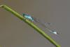Ischnura elegans